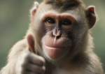Monkey man monkey fam