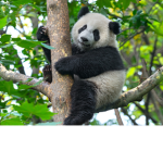Group pandas forever