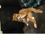 The kitten member group