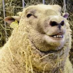 Baaa im a sheep