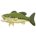 National Bass fishing association