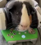 Remy The Guinea pig Studios