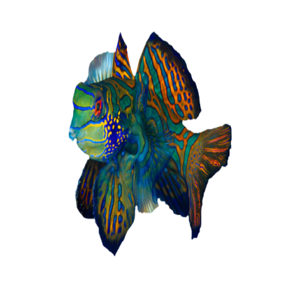 fish SS Roblox decal