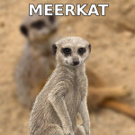 Meerkat Clan!