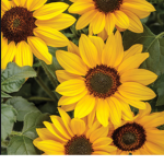 Sunflower’s forever