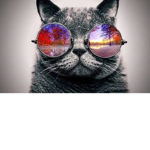 kungfu cat