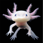 ~Axolotl Dragons~