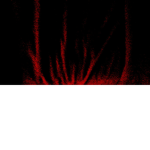 ~The Nuclears~