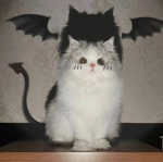 kitty club xx