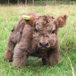 Protecterofthecows's group