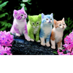 KittyFriends Club