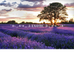 .E.X.O.T.I.CC