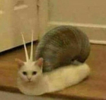 Lolcats's Group