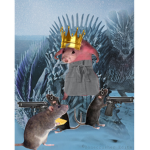 Revolution Of The Rats