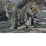 Wolf Pack of Wonders