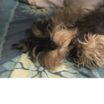 Meh doggo :D