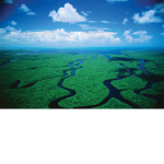 "Everglades"