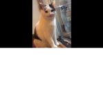 Warrior Cats (Fan Group)