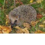 Ježci