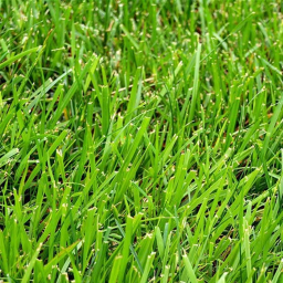 GRaSS LaND
