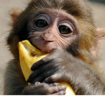 MONKEY vs Bacon