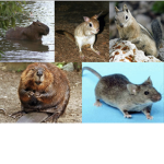 Rodents.united