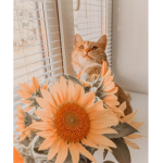 Purr the cats
