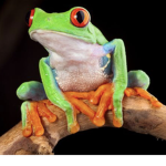 THE CHAT IF THE FROGS