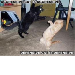 kitteh lovers