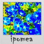 ipomea