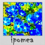 ipomea Group Thumbnail