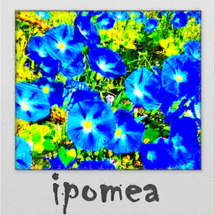 ipomea Roblox group icon