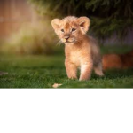 baby lion squadd!!