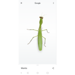 Mantis United Official group