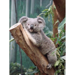Koala like