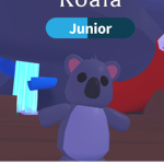 The koala forever fam