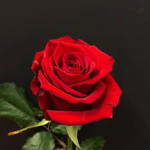 Rose Roleplay Clothes