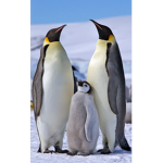 penguin GAMERS :D