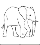 Elephant Group!-