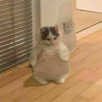 The cat lovers0