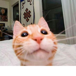 God's Beautiful Creation (Cat)