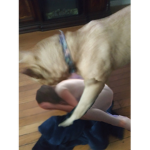 reeeeee rat