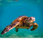People really like turtles