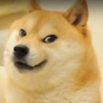 the doge support group