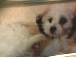 Lil doggy’s forever