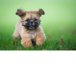 The Paws Dog