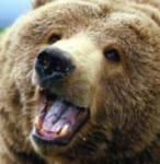 Bear server