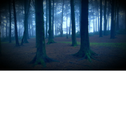 The mysterious forest