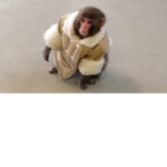macaquinho