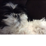 Dogs are cute n stuff